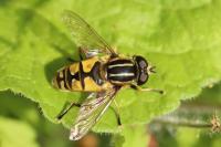 Helophilus pendulus