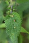 Dasineura urticae