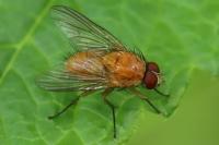 Phaonia pallida
