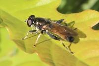 Xylota segnis