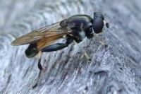 Xylota segnis