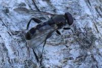Chalcosyrphus nemorum
