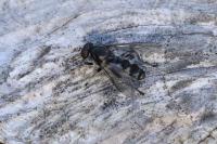 Chalcosyrphus nemorum