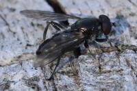 Chalcosyrphus nemorum