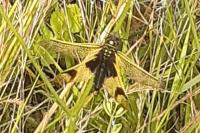 Libelloides longicornis