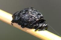 Tabanus