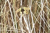 Libelloides longicornis