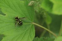 Philhelius pedissequus