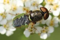 Odontomyia angulata