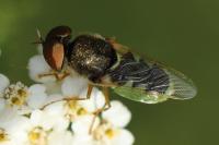 Odontomyia angulata