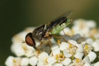 Odontomyia angulata