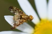Oxyna flavipennis