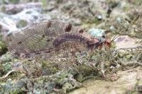 Osmylus fulvicephalus