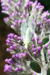 Chrysoperla