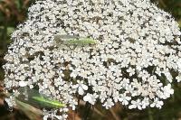 Chrysoperla