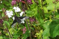 Hemipenthes morio