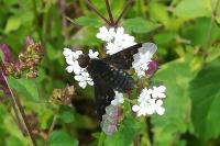 Hemipenthes morio
