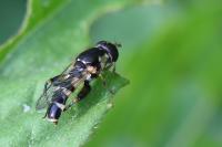 Syritta pipiens
