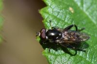 Chalcosyrphus nemorum