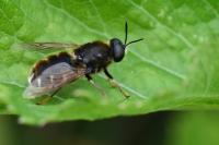 Stratiomys singularior