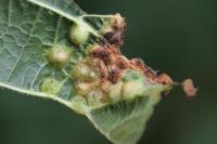 Didymomyia tiliacea