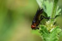 Phasia hemiptera
