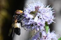 Volucella pellucens