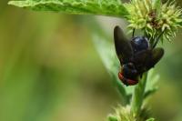 Phasia hemiptera