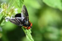 Phasia hemiptera