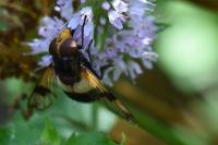 Volucella pellucens