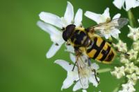 Myathropa florea