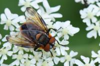 Phasia hemiptera