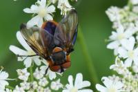 Phasia hemiptera