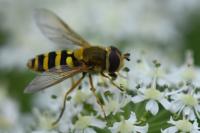 Syrphus ribesii