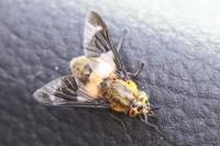 Chrysops viduatus