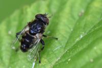Eristalinus sepulchralis