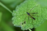 Ptychoptera contaminata