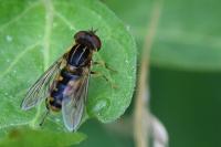 Eurimyia lineata