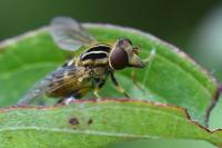 Eurimyia lineata