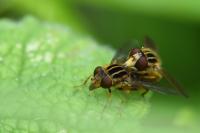 Eurimyia lineata