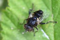 Eristalinus sepulchralis