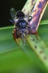 Eristalinus sepulchralis