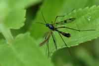Ptychoptera contaminata