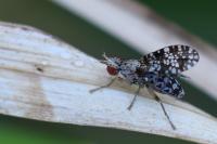 Trypetoptera punctulata