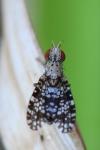 Trypetoptera punctulata