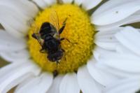 Eristalinus sepulchralis