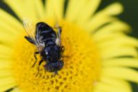 Eristalinus sepulchralis