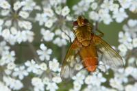 Leskia aurea