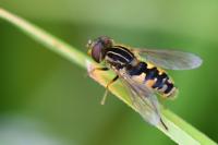 Eurimyia lineata