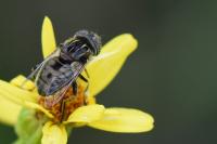 Eristalinus sepulchralis